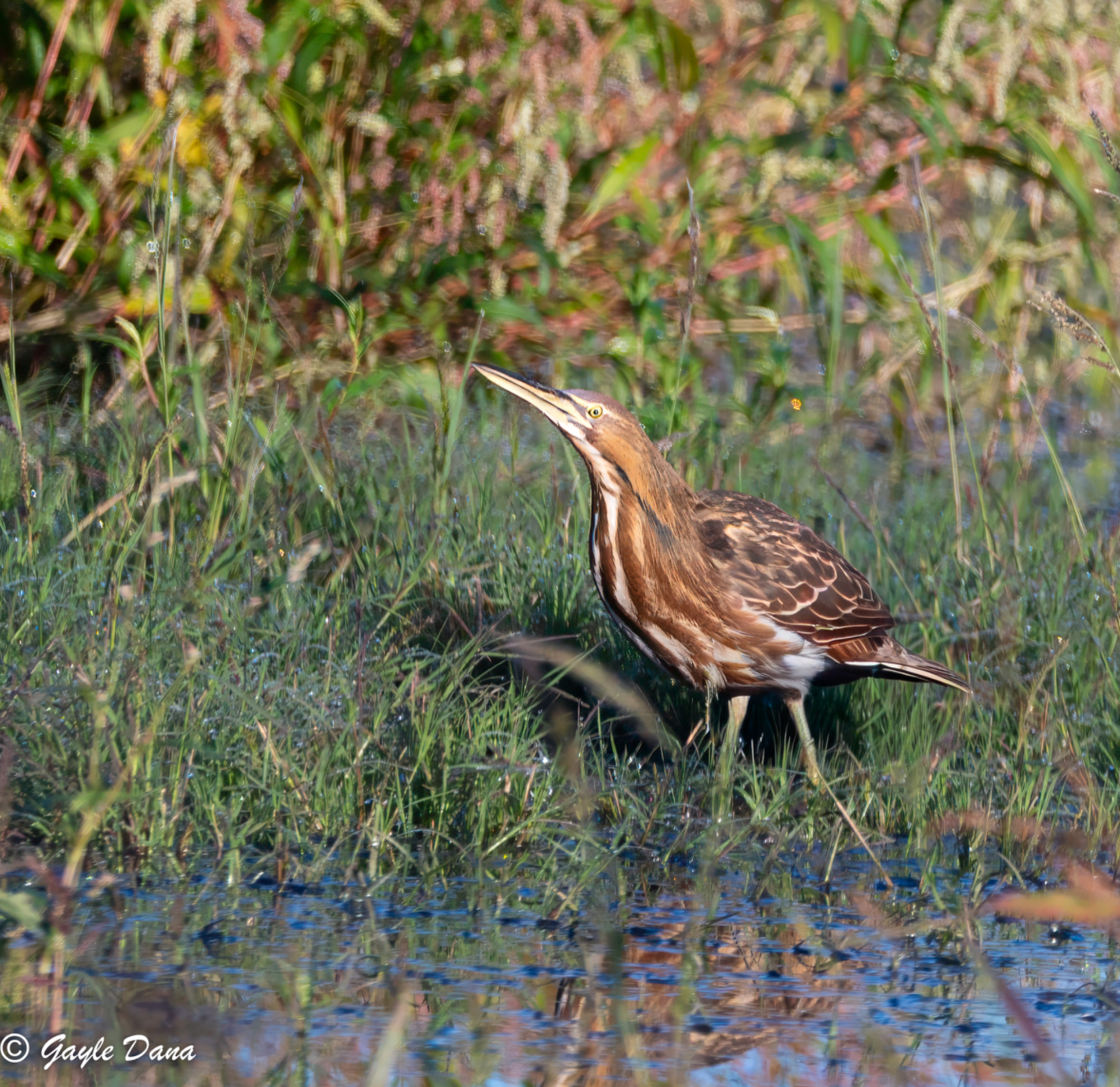 American Bittern